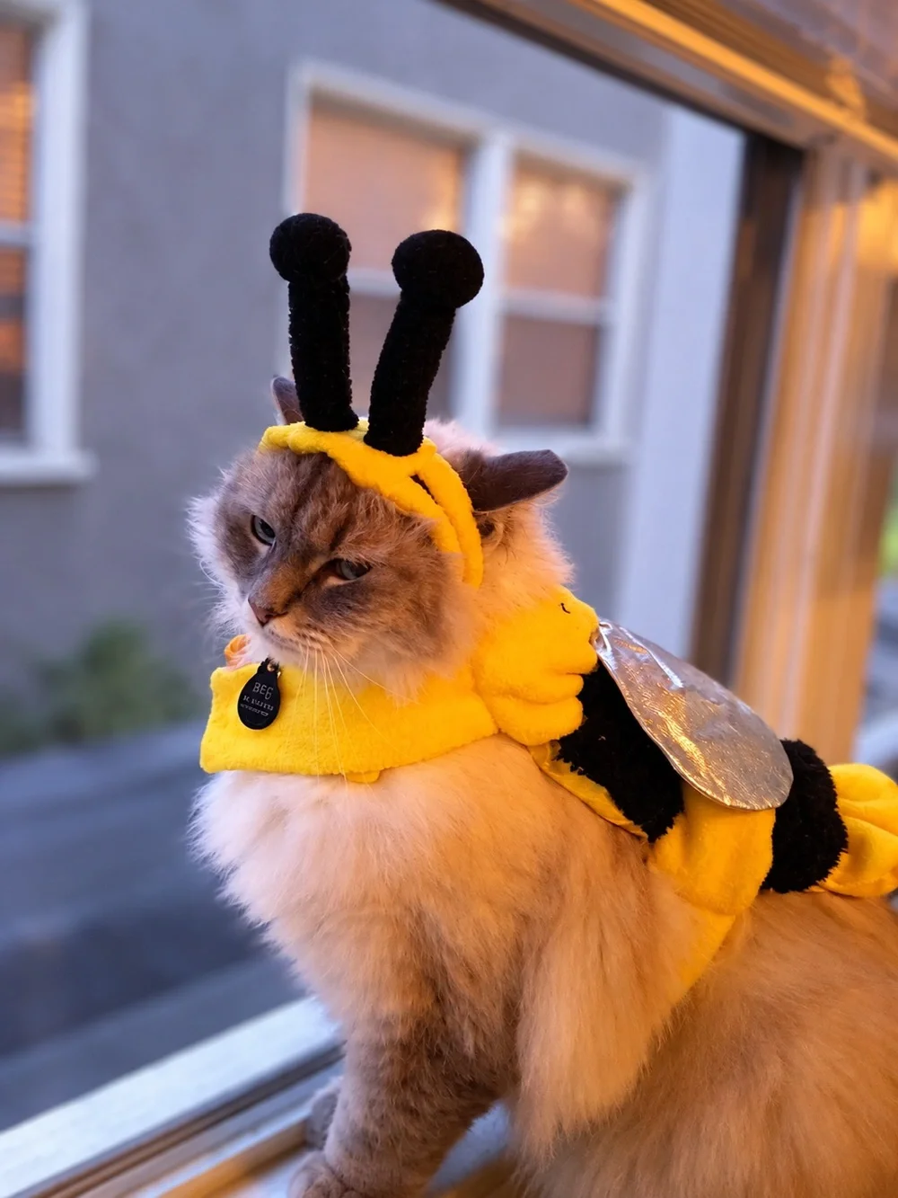 Target Dog / Cat 🐝 Bee Costume Small Yellow Black Wings Antenna Halloween Pet
